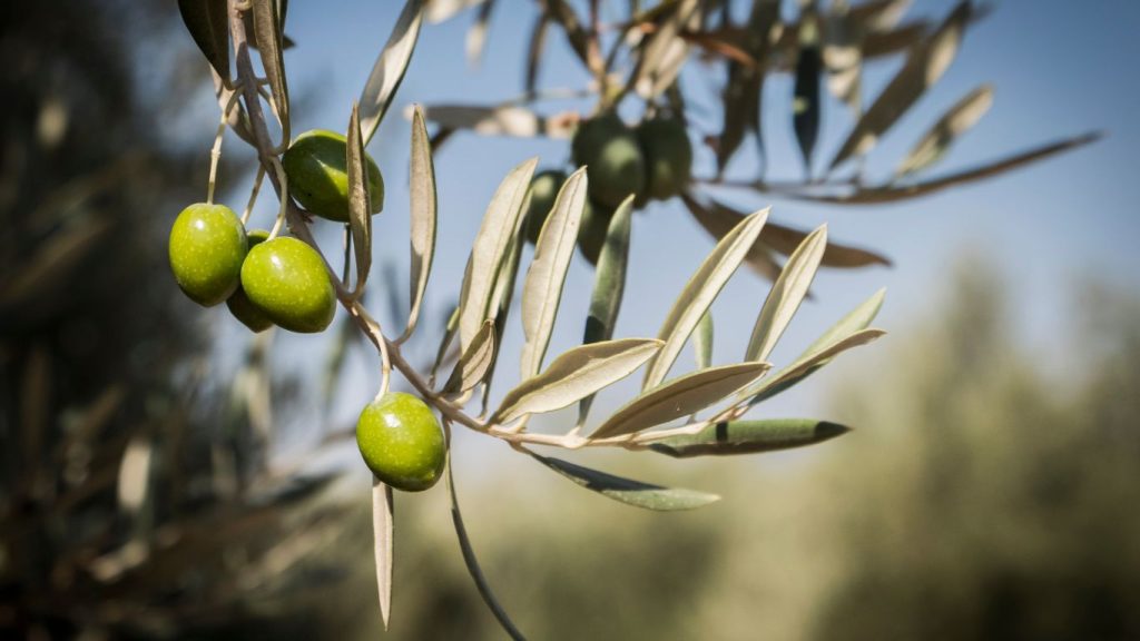 Aceite de Jaén I.G.P.