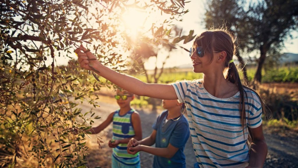 Oleoturismo en Andalucía